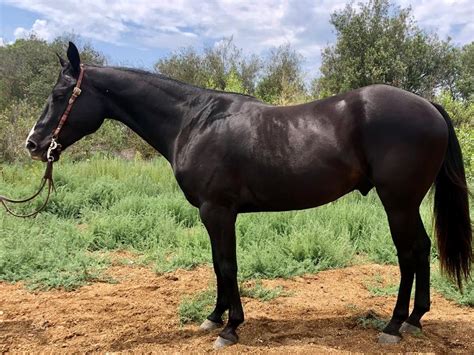 2023 Black Arabian Colt 9,000. . Horses for sale san diego
